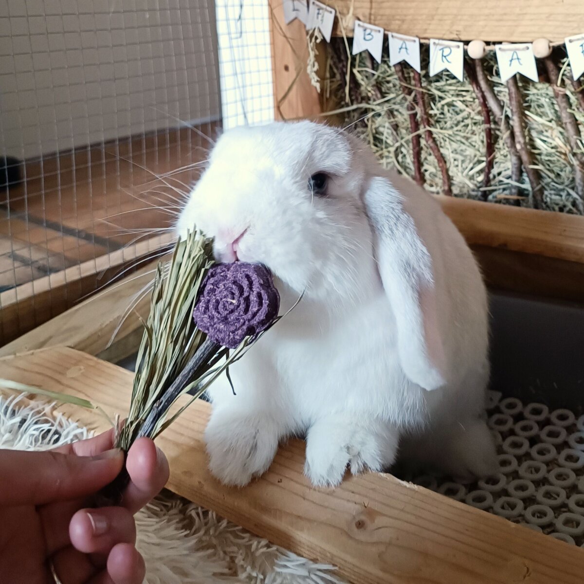 Blooming lollipops