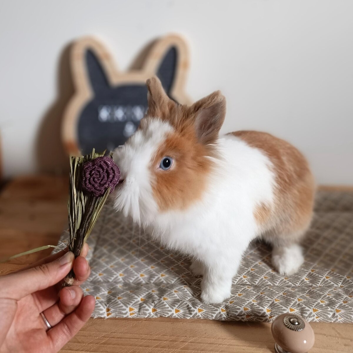 Blooming lollipops