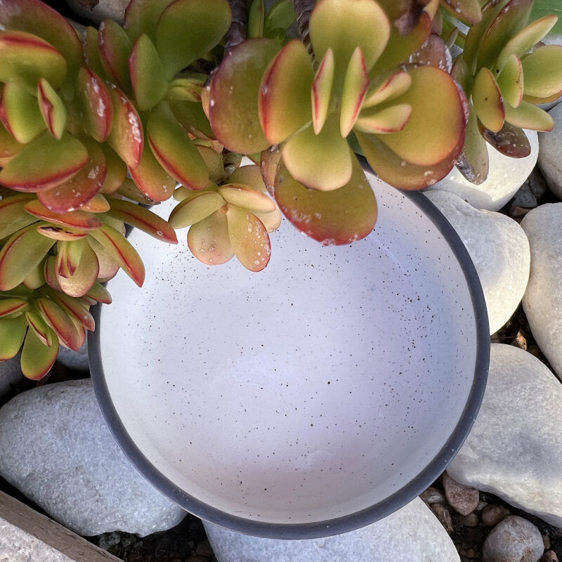 bowl mio