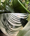 bowl summer palm