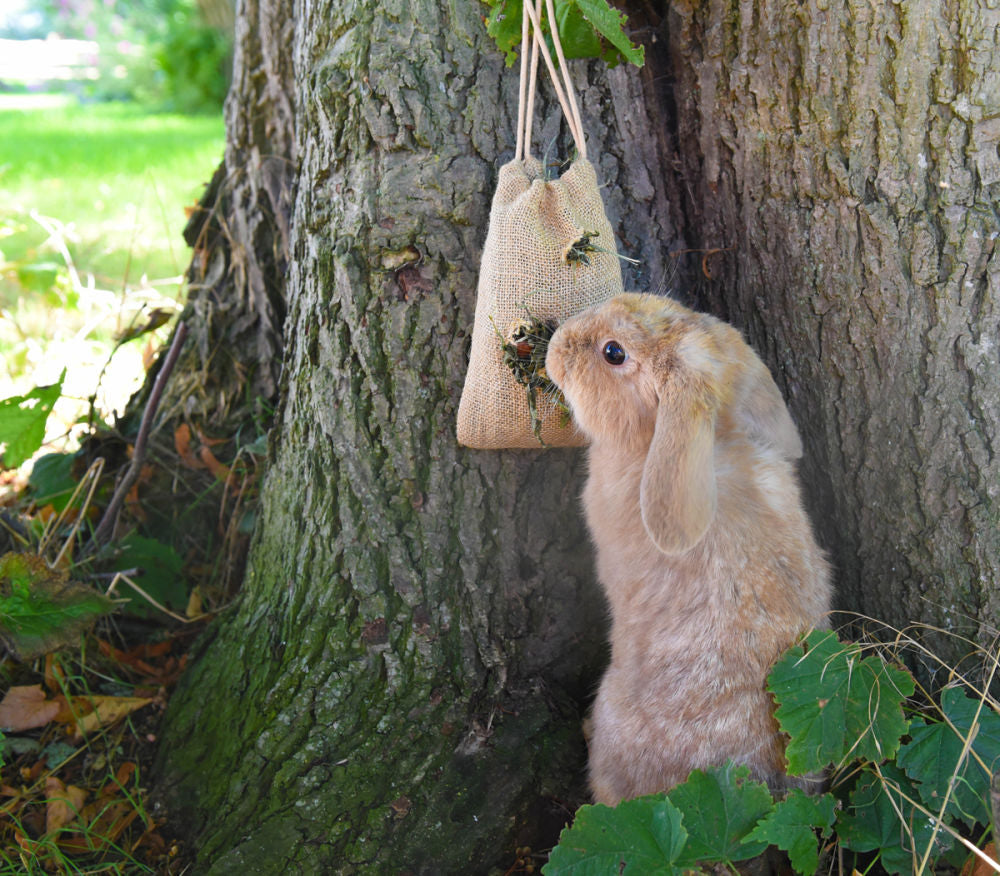 grünhopper bunfun