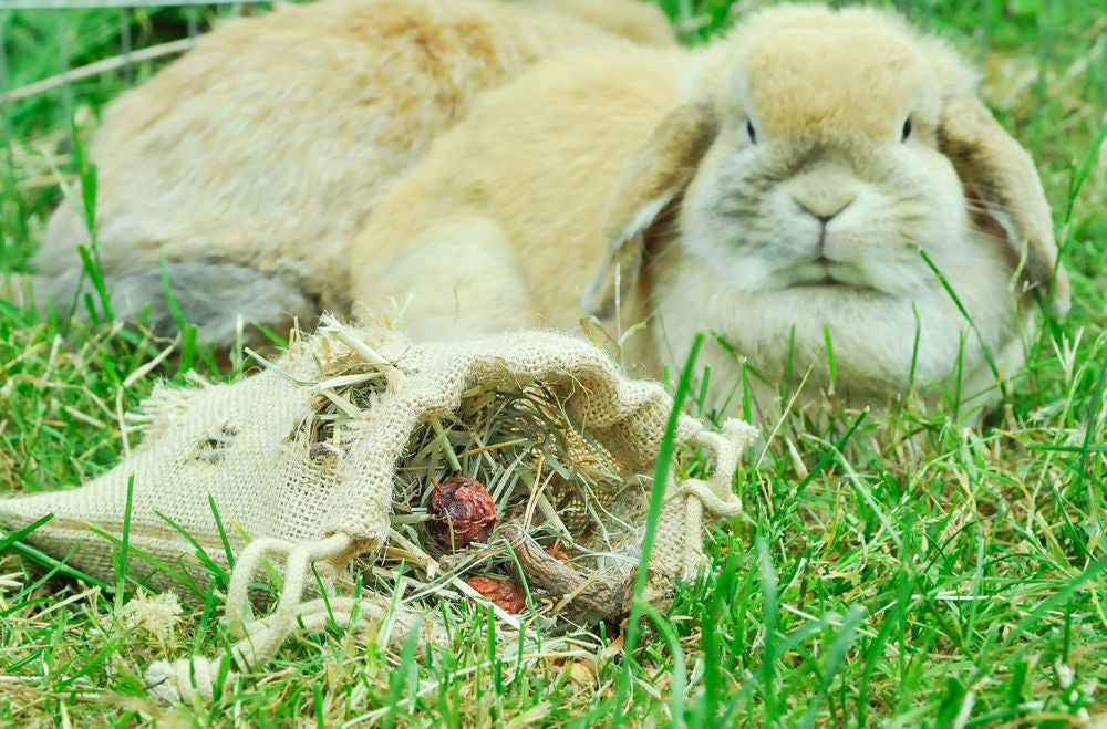grünhopper bunfun