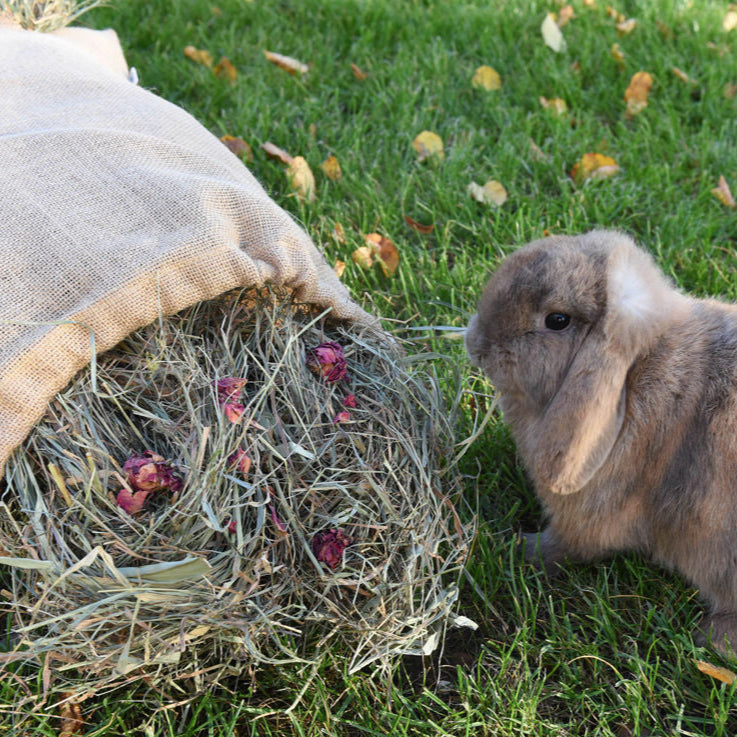 grünhopper bunfun