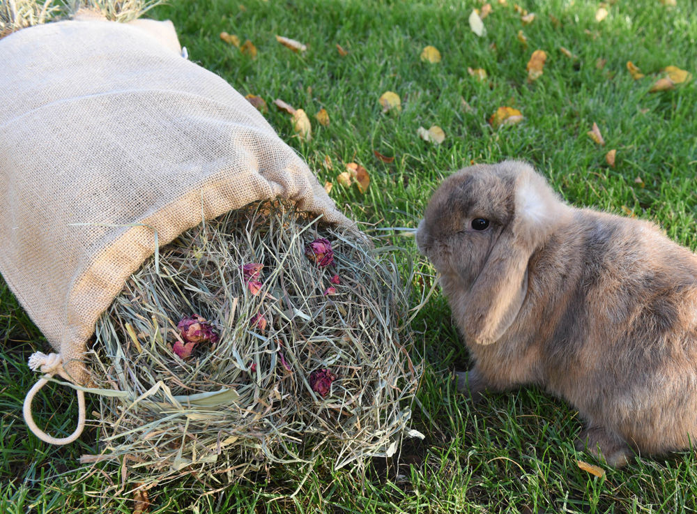 bunfunXL rose hay