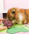grünhopper Mümmelrosen