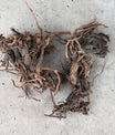 Echinacea Wurzeln