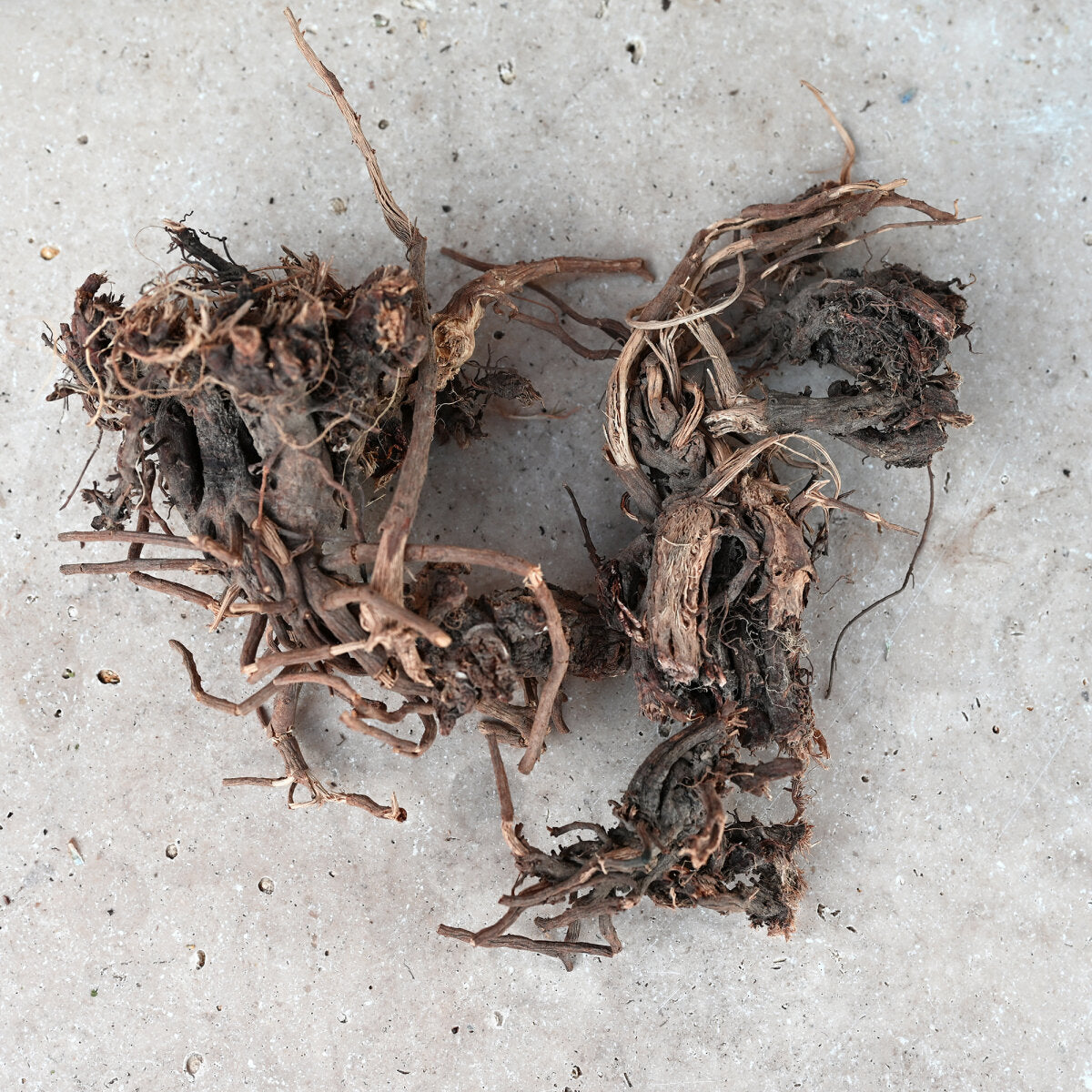 Echinacea Wurzeln
