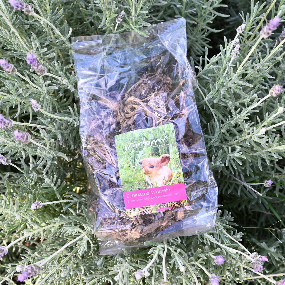 Echinacea Wurzeln