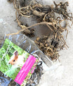 Echinacea Wurzeln