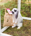 grünhopper bunfun
