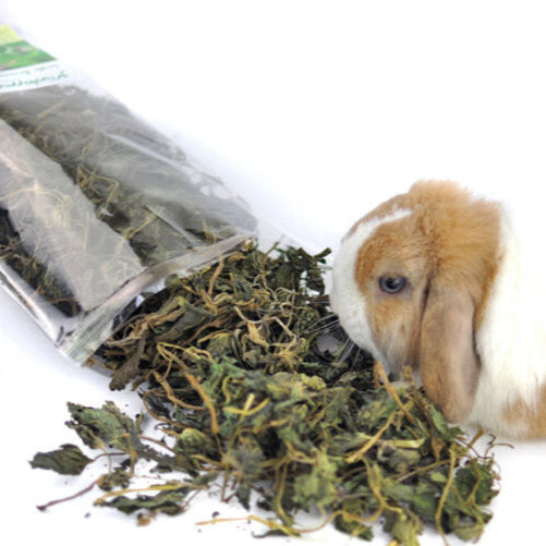 grünhopper Große Brennnessel