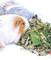 grünhopper guinea pig