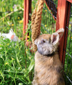 grünhopper Hirseähren 3 Stück