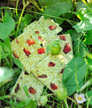 grünhopper Hopps grüne Erdbeere