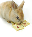 grünhopper Hopps grüne Erdbeere