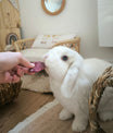 grünhopper Hopps Kokos Apfel