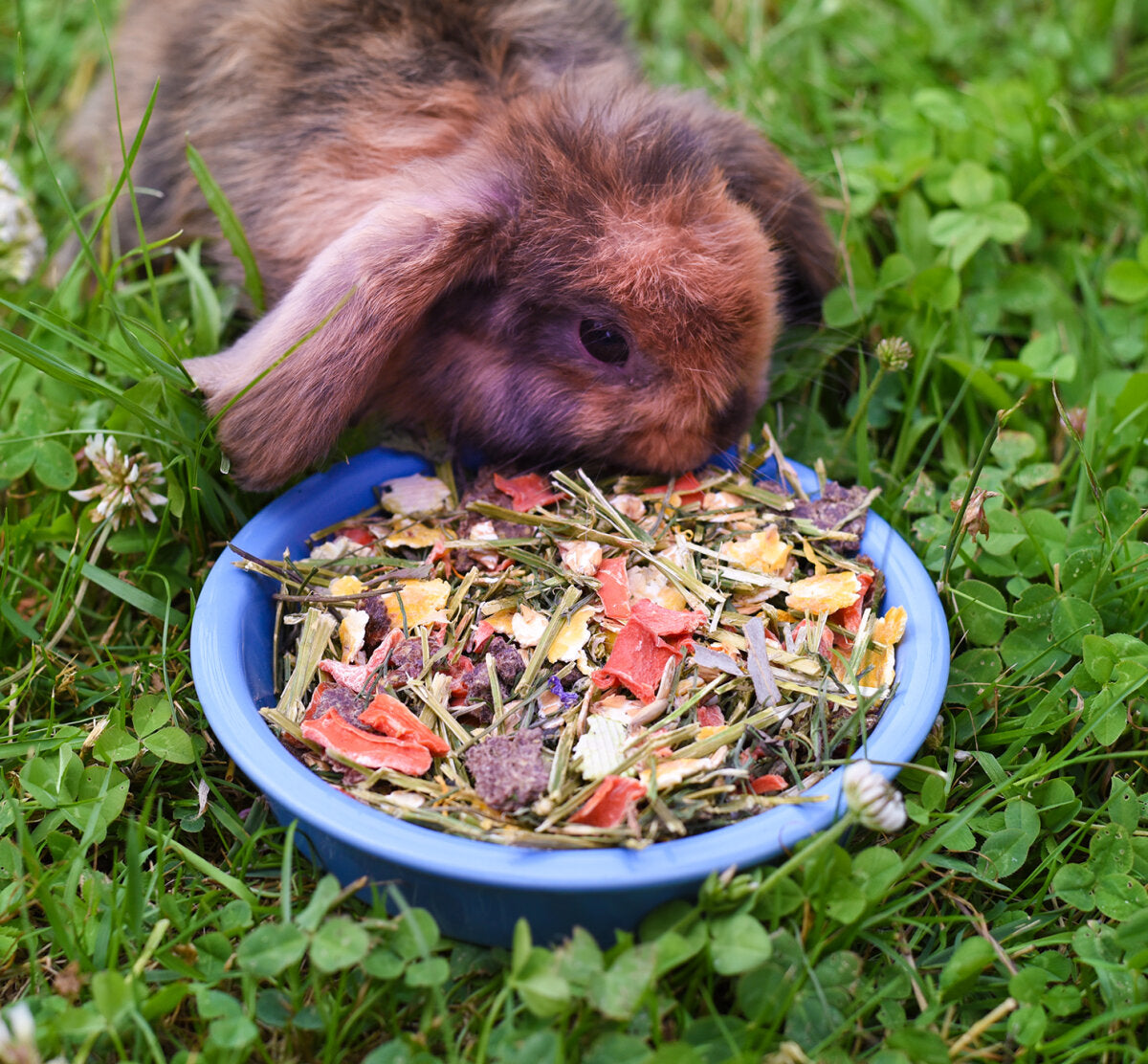 grünhopper Kraut & Rüben