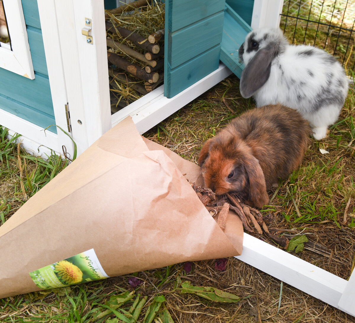 grünhopper Löwenzahnwurzel