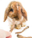 grünhopper Löwenzahnwurzel