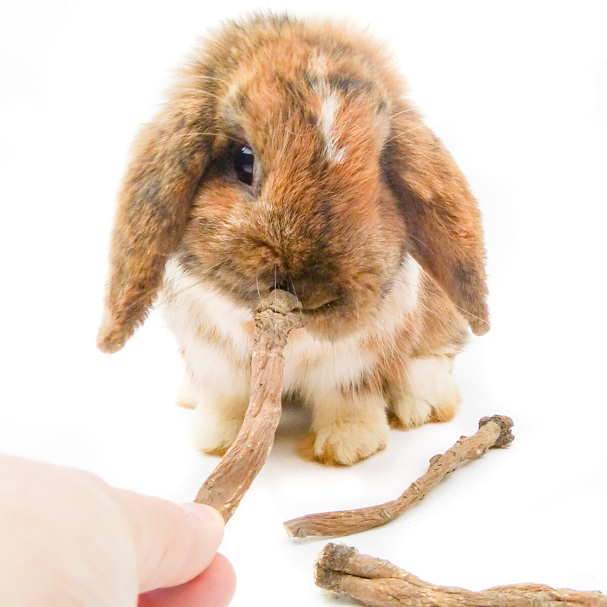 grünhopper Löwenzahnwurzel