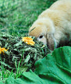 grünhopper Schnupfenkräuter