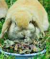 grünhopper Urinary