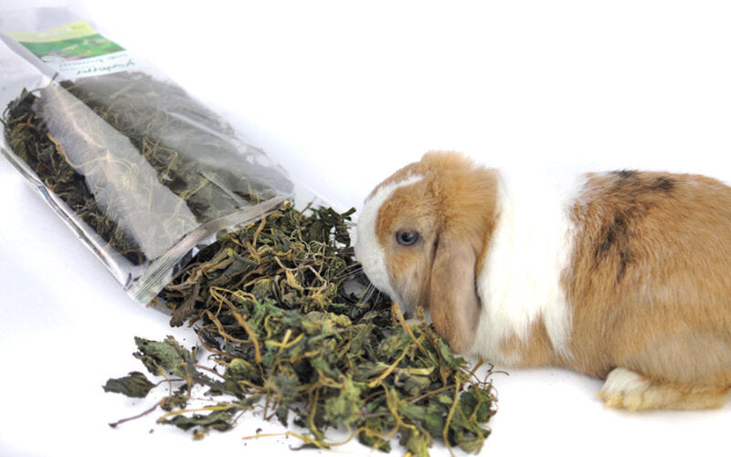 grünhopper Wildkräutersparpaket