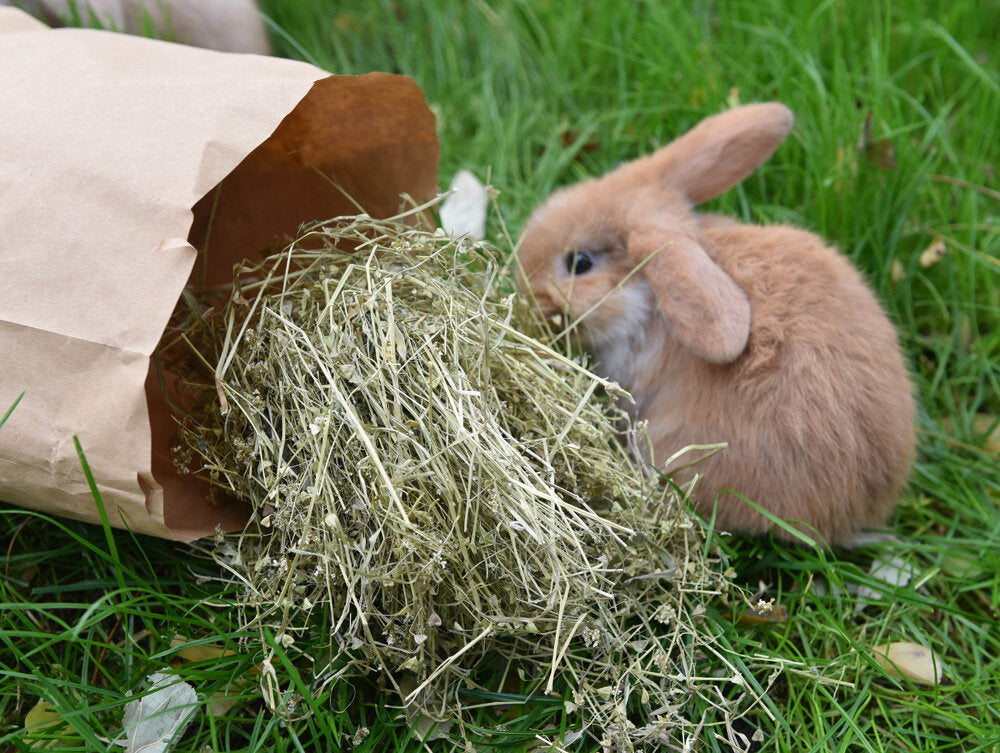 grünhopper Wildkräutersparpaket