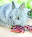 Hopps rote Johannisbeere