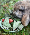 grünhopper strawberry