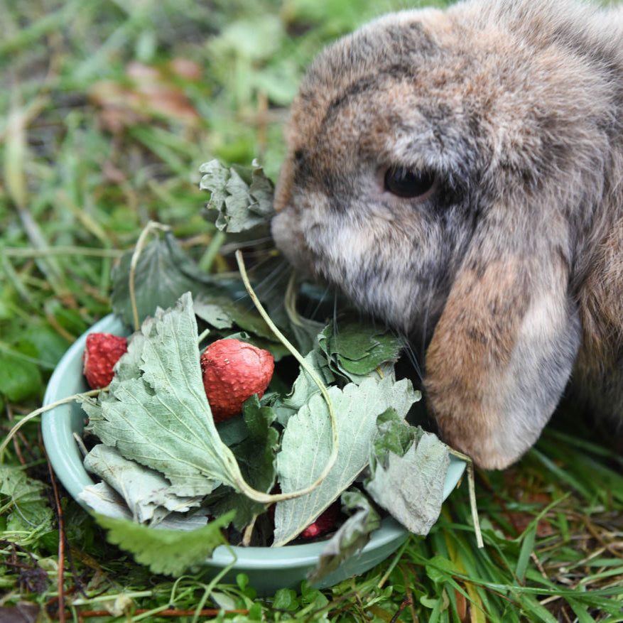 grünhopper strawberry