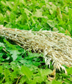 Haferbündel