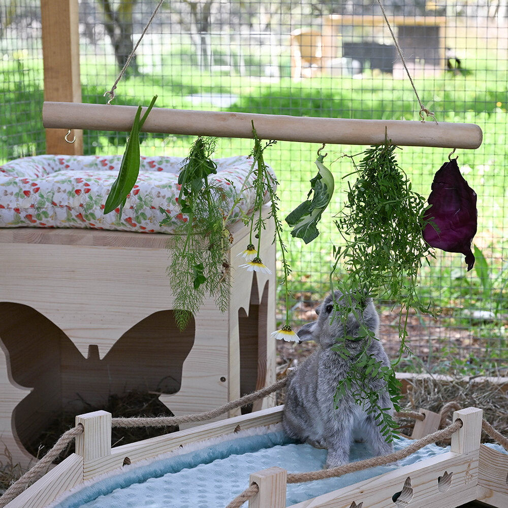 Haus butterfly