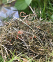 Herbstblätter Snacks