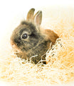 Kuschelwolle