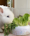 Napf bunny&blossoms