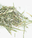 grünhopper Fenchelkraut