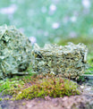grünhopper Grashüpfer