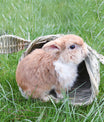 Schilfkuschelhöhle mit Öhrchen