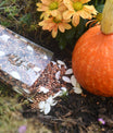 seeds autumn